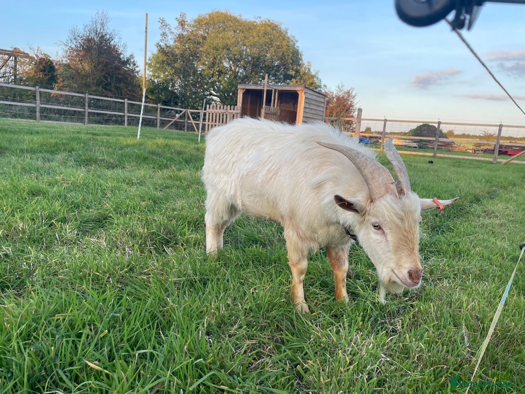 Goats livestock for sale: Golden Guernsey x Pygmy Billy Goat Stud  - Image 2