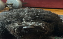 Cockapoo dogs for sale: Beautiful Cockapoo - Image 2