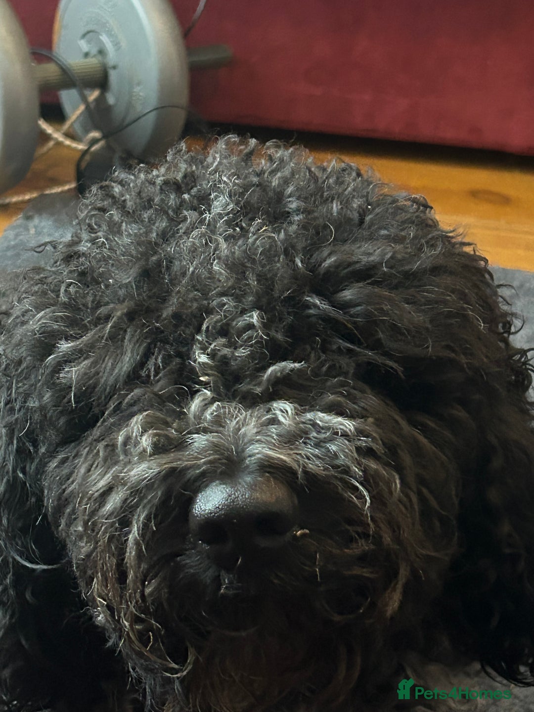 Cockapoo dogs for sale: Beautiful Cockapoo - Image 2