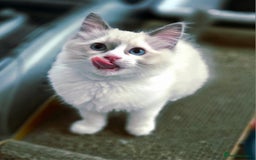 Ragdoll cats for sale:  Ragdoll Kittens from Licensed Breeder (1Boy left) - Image 11