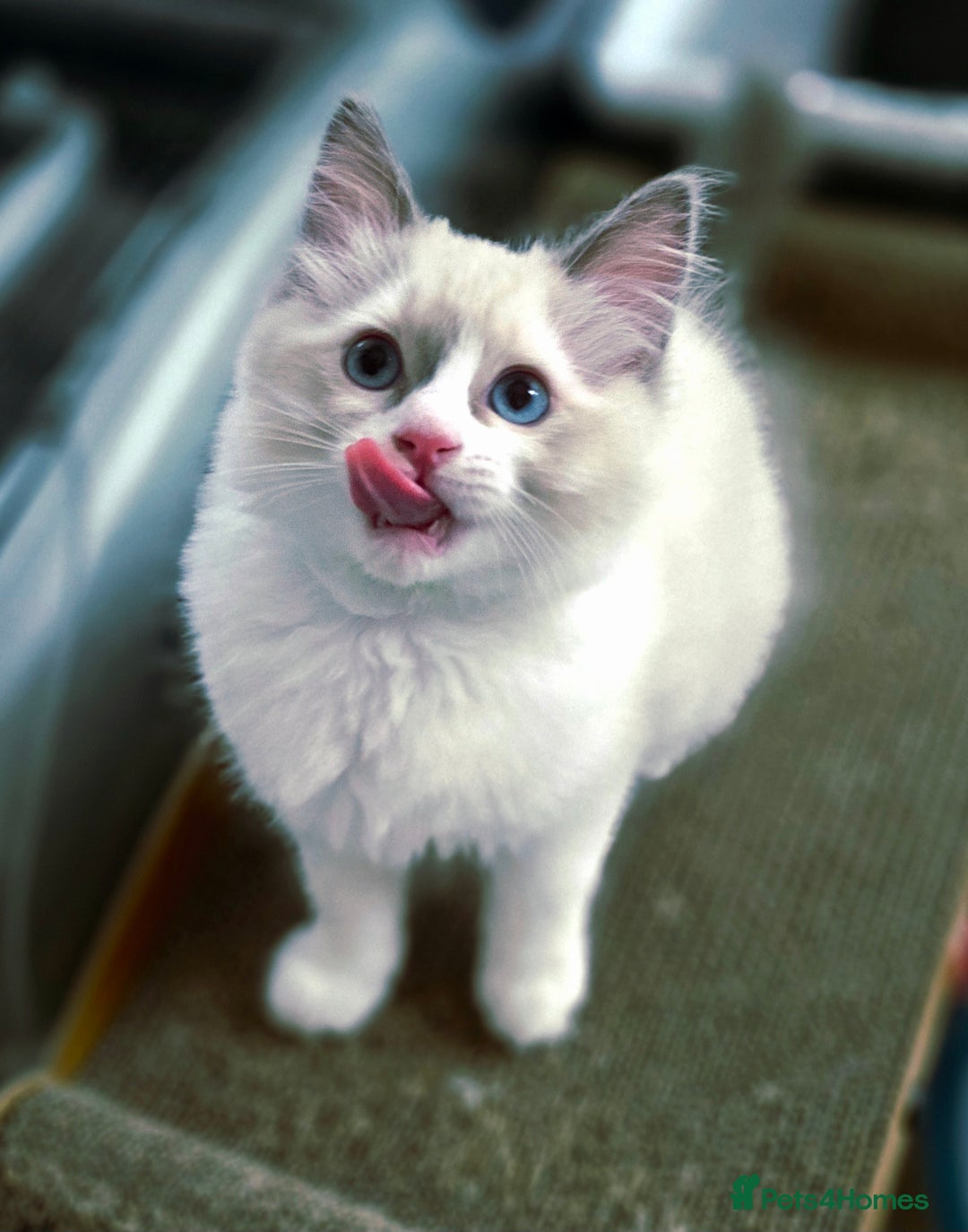 Ragdoll cats for sale:  Ragdoll Kittens from Licensed Breeder (1Boy left) - Image 11