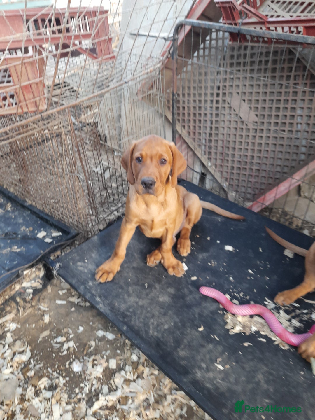 Labrador Retriever dogs for sale: K.CRegistered Ladrador Puppies  - Image 5