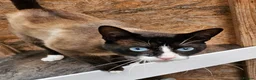 Snowshoe cats for sale: Retired breeding snowshoe looking for forever home - Advert 1