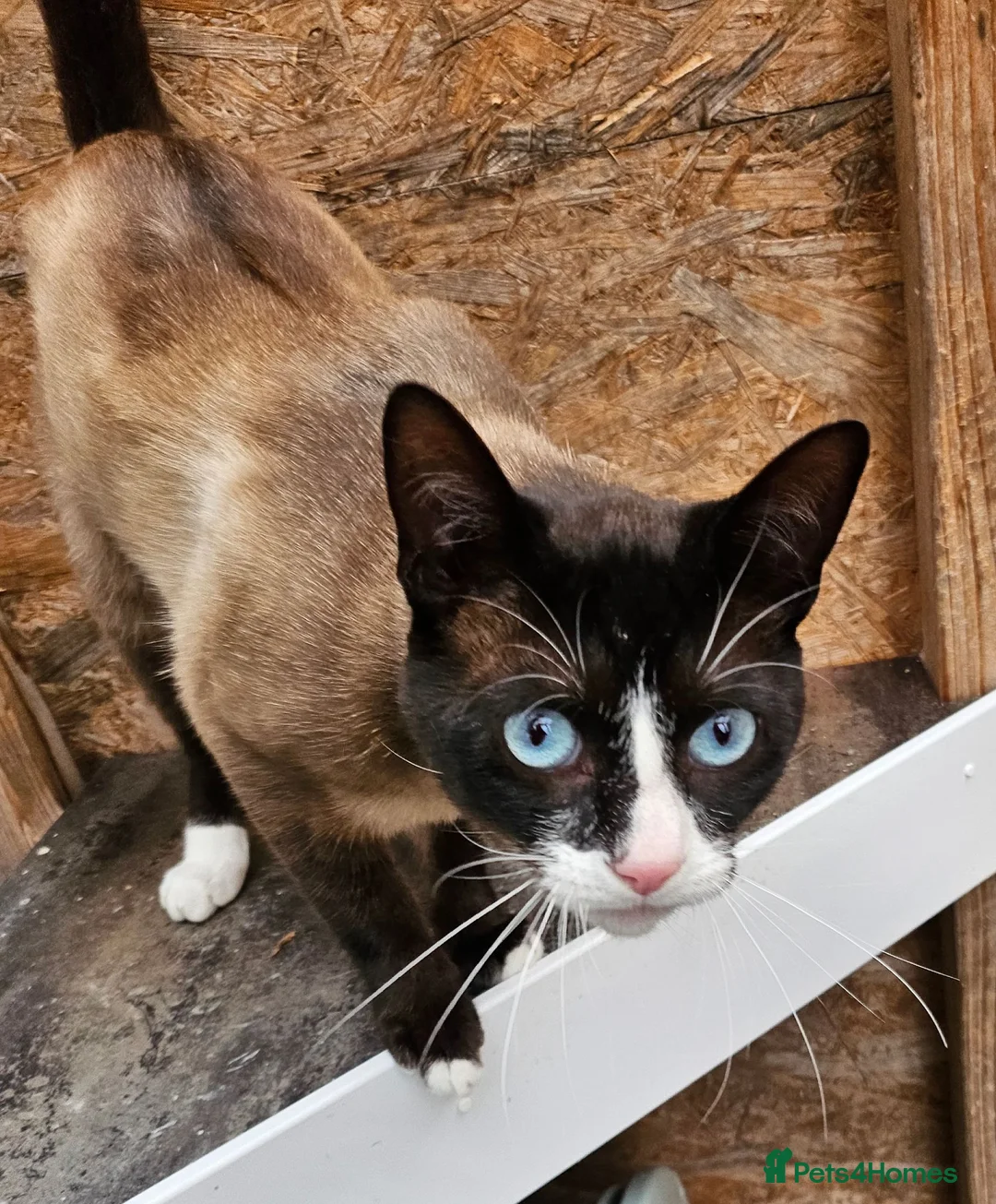 Snowshoe cats for sale: Retired breeding snowshoe looking for forever home - Advert 1