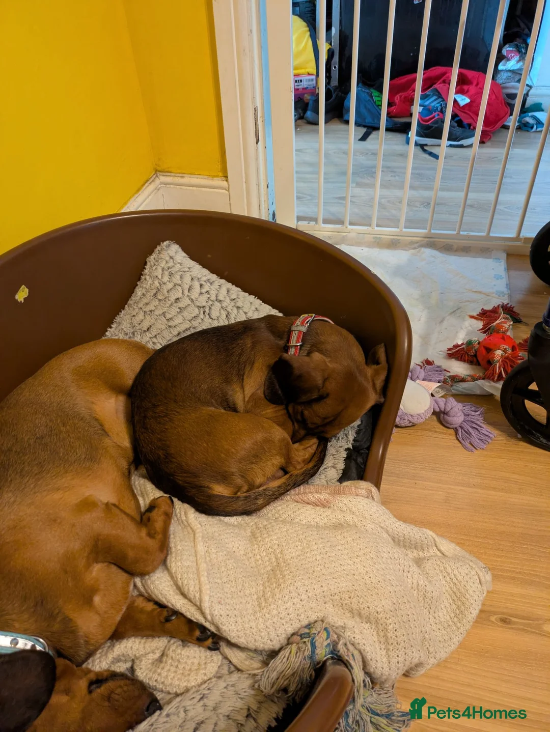 Dachshund dogs for sale: Two Male Daschunds  in Scunthorpe - Advert 1