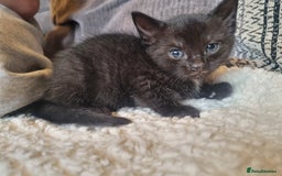 Mixed Breed cats for sale: Kittens for sale - Image 5
