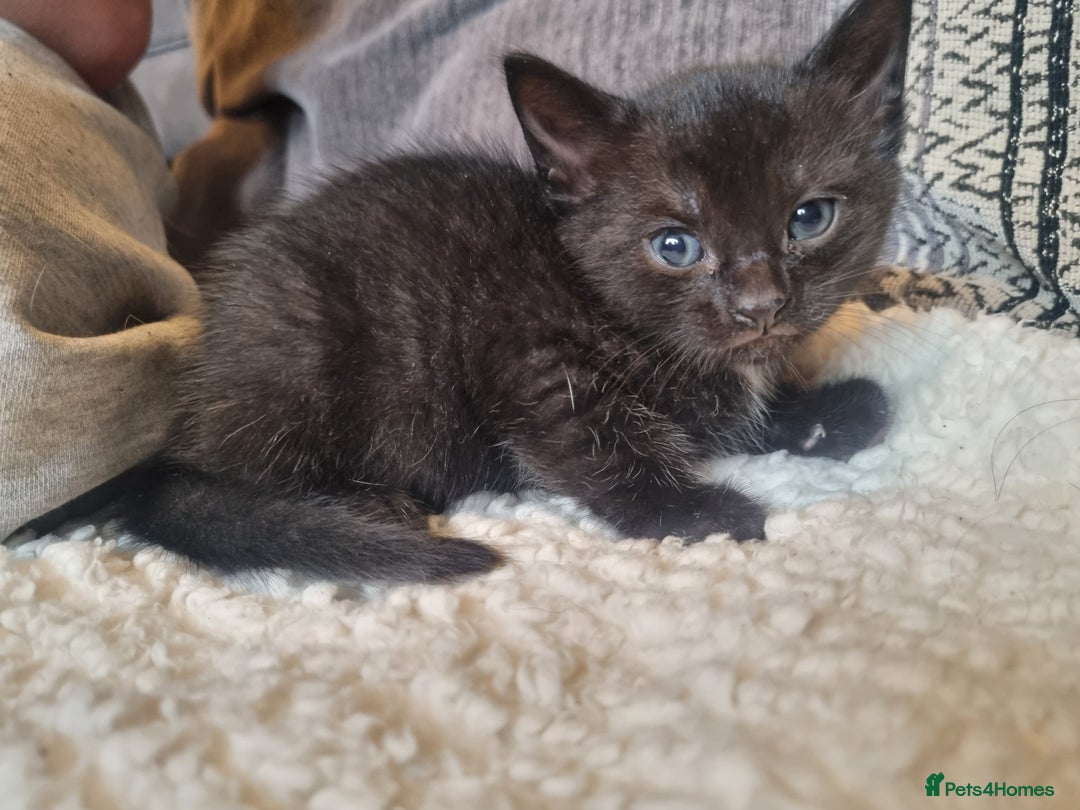 Mixed Breed cats for sale: Kittens for sale - Image 5