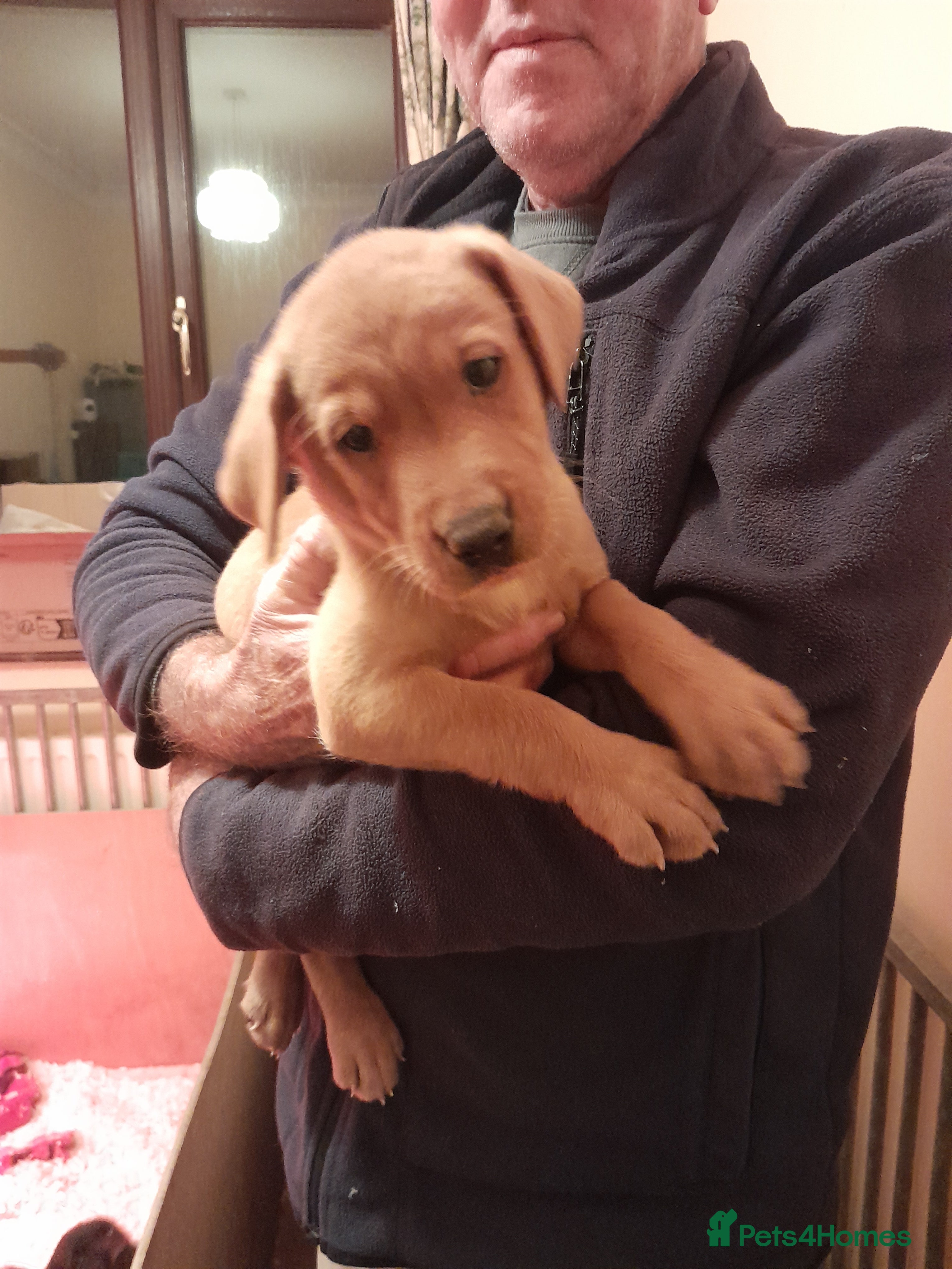 Labrador Retriever dogs for sale: Labrador fox Red and black puppies kc registered  - Advert 1