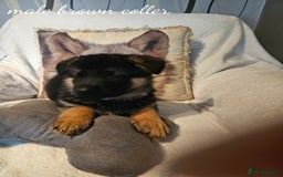 German Shepherd dogs for sale: GLENCONNER GERMAN SHEPHERDS  - Image 4
