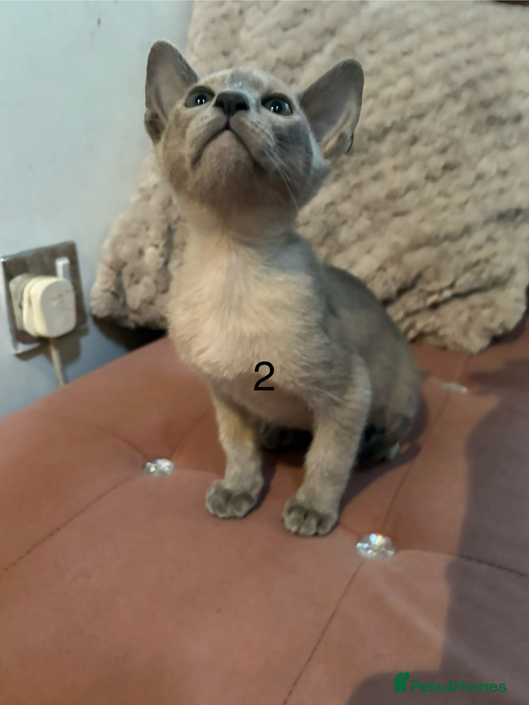 Tonkinese cats for sale: Tonkinese 1st gen Kittens  - Image 10