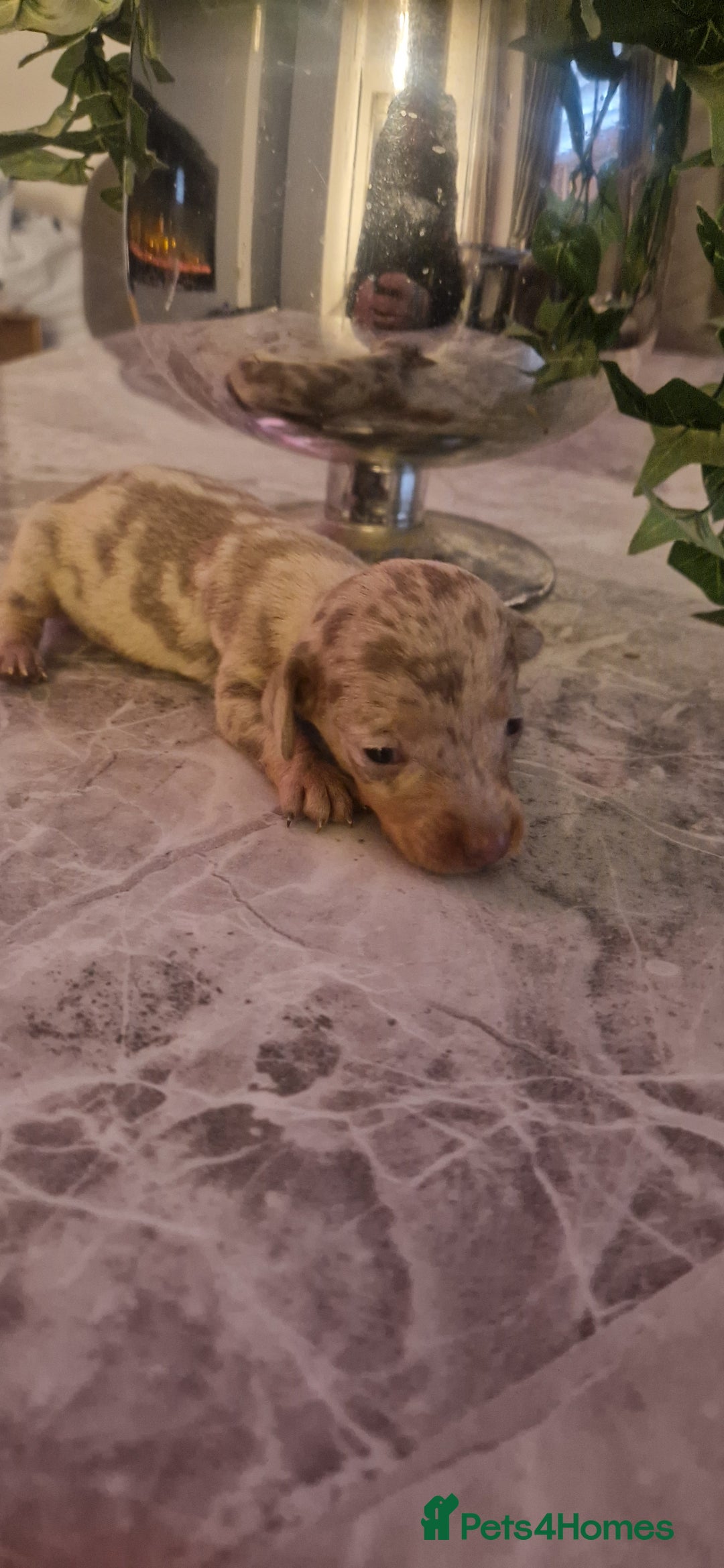 Dachshund dogs for sale: Dachshund puppies  - Advert 6