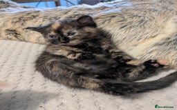 Domestic Shorthair cats for sale: Gorgeous Trio of Kittens to go together - Image 7