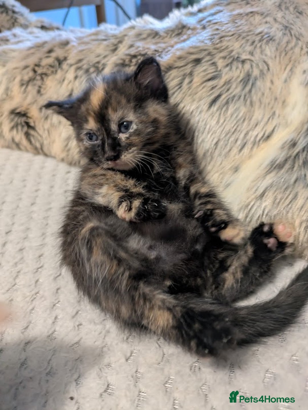 Domestic Shorthair cats for sale: Gorgeous Trio of Kittens to go together - Image 7