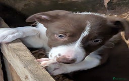 Border Collie dogs for sale: Six border Collie pups  - Image 4
