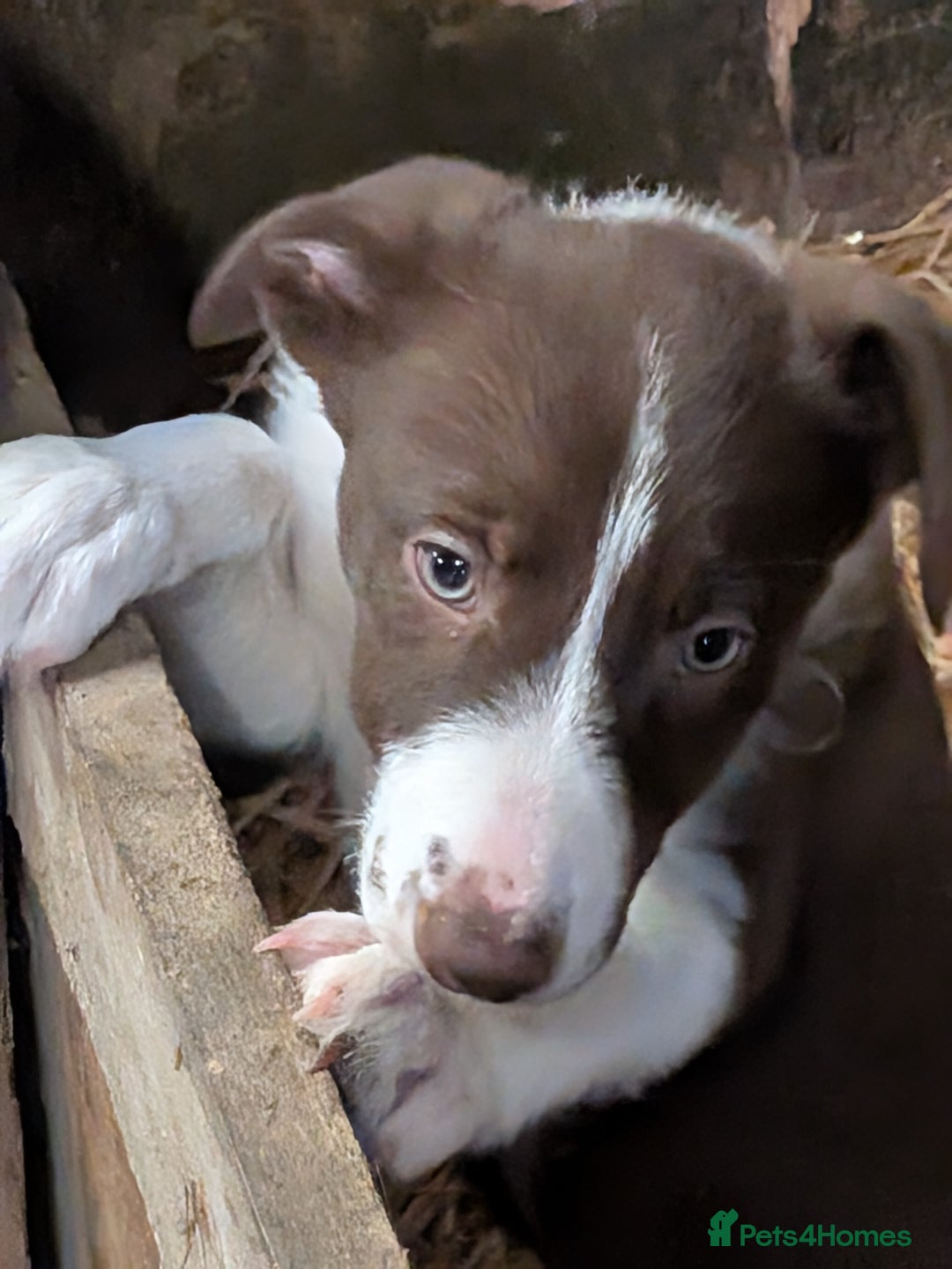 Border Collie dogs for sale: Six border Collie pups  - Image 4