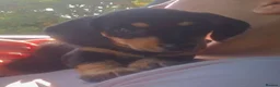 Miniature Dachshund dogs for sale: Mini dachshund for sale females  in Wisbech - Advert 16