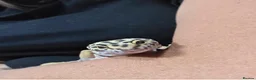 Leopard Gecko reptiles for sale: Male leopard gecko  - Advert 8