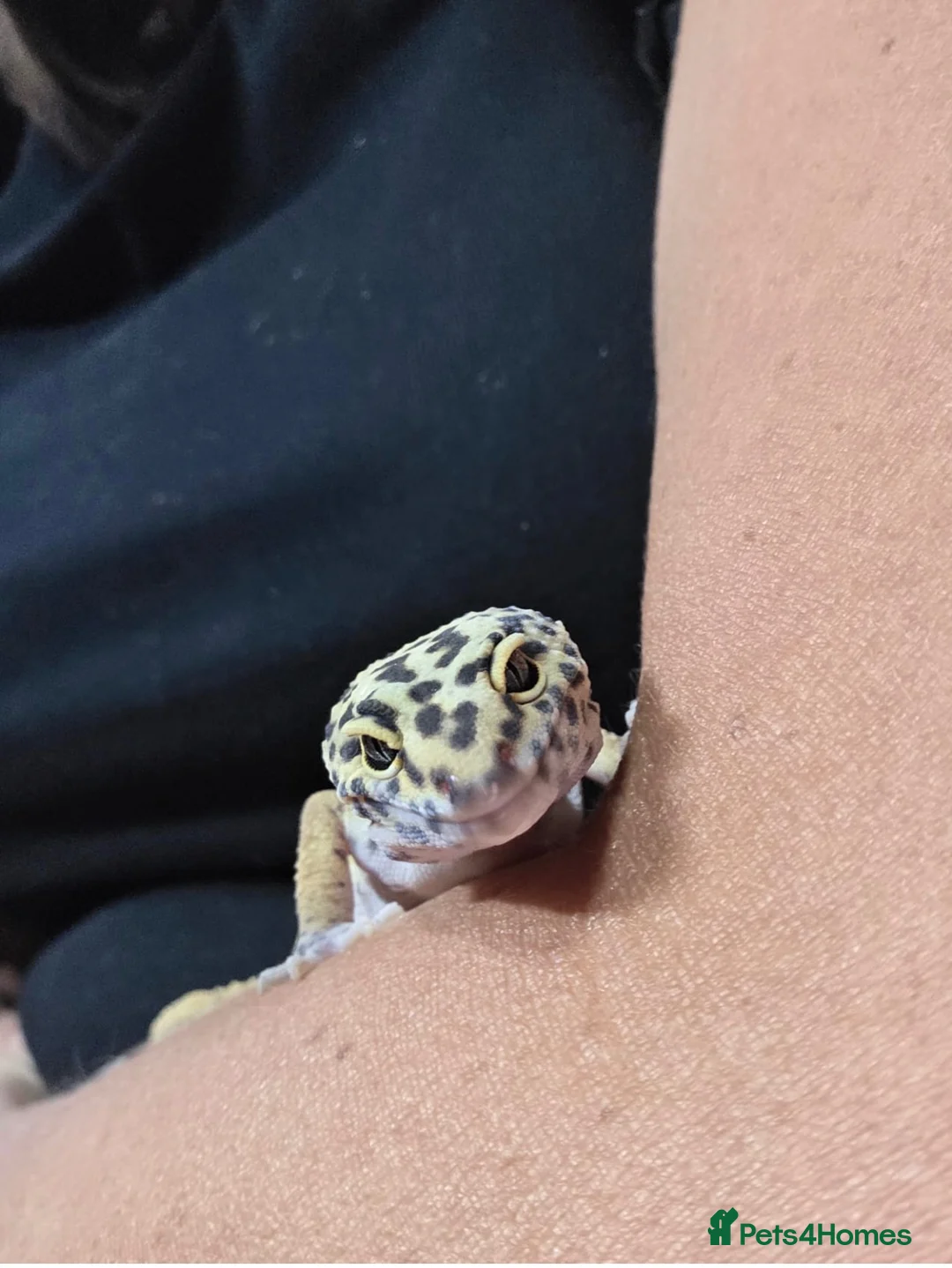 Leopard Gecko reptiles for sale: Male leopard gecko  - Advert 8