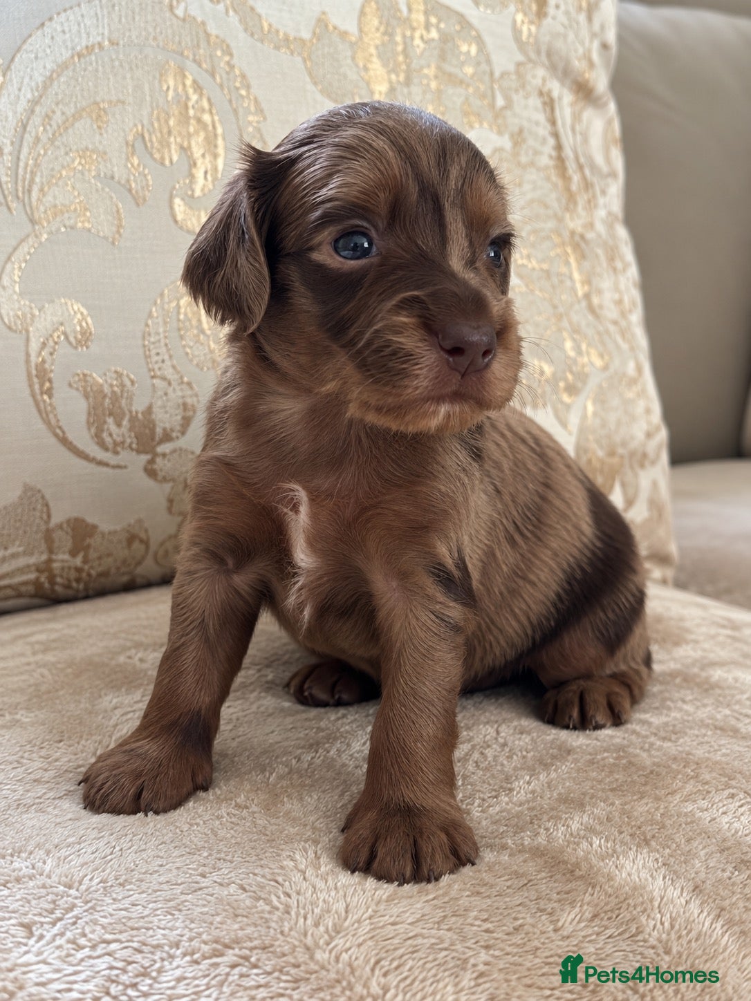 Cocker Spaniel dogs Working cocker spaniel puppies - Advert 1