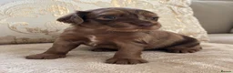 Cocker Spaniel dogs for sale: Working cocker spaniel puppies - Advert 9