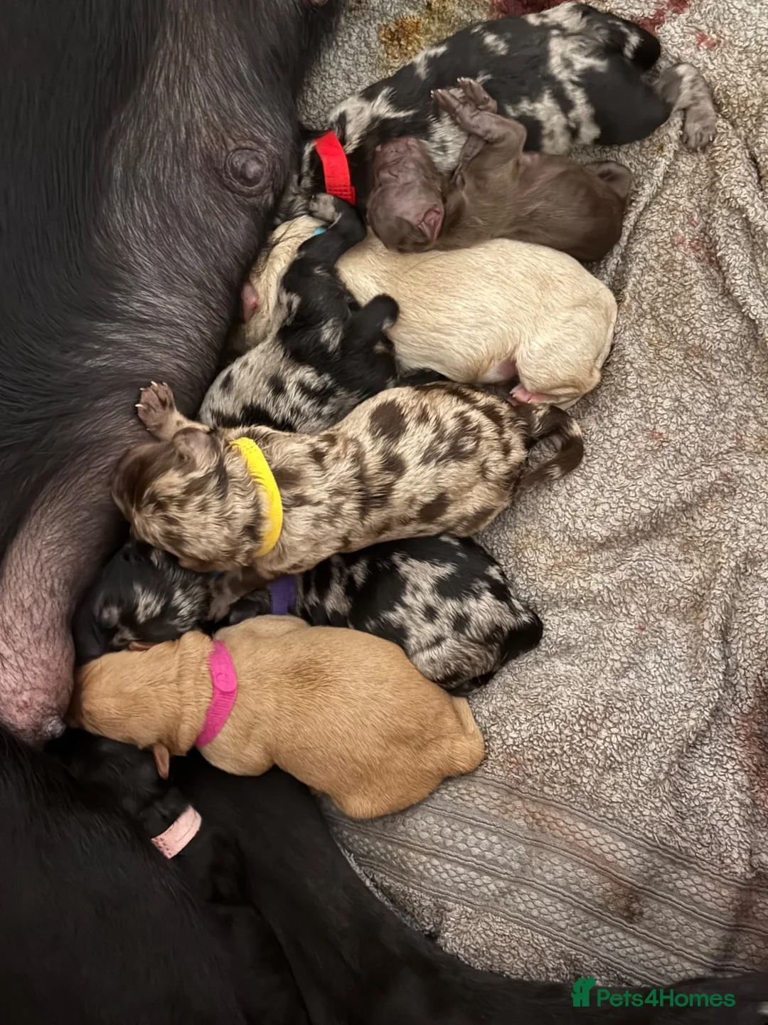 Labradoodle dogs for sale: Stunning Labradoodles  in Billingham - Advert 1