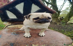 Pug dogs for sale: PUGS 6 YEARS OLD RESERVE TO BUY  - Image 4