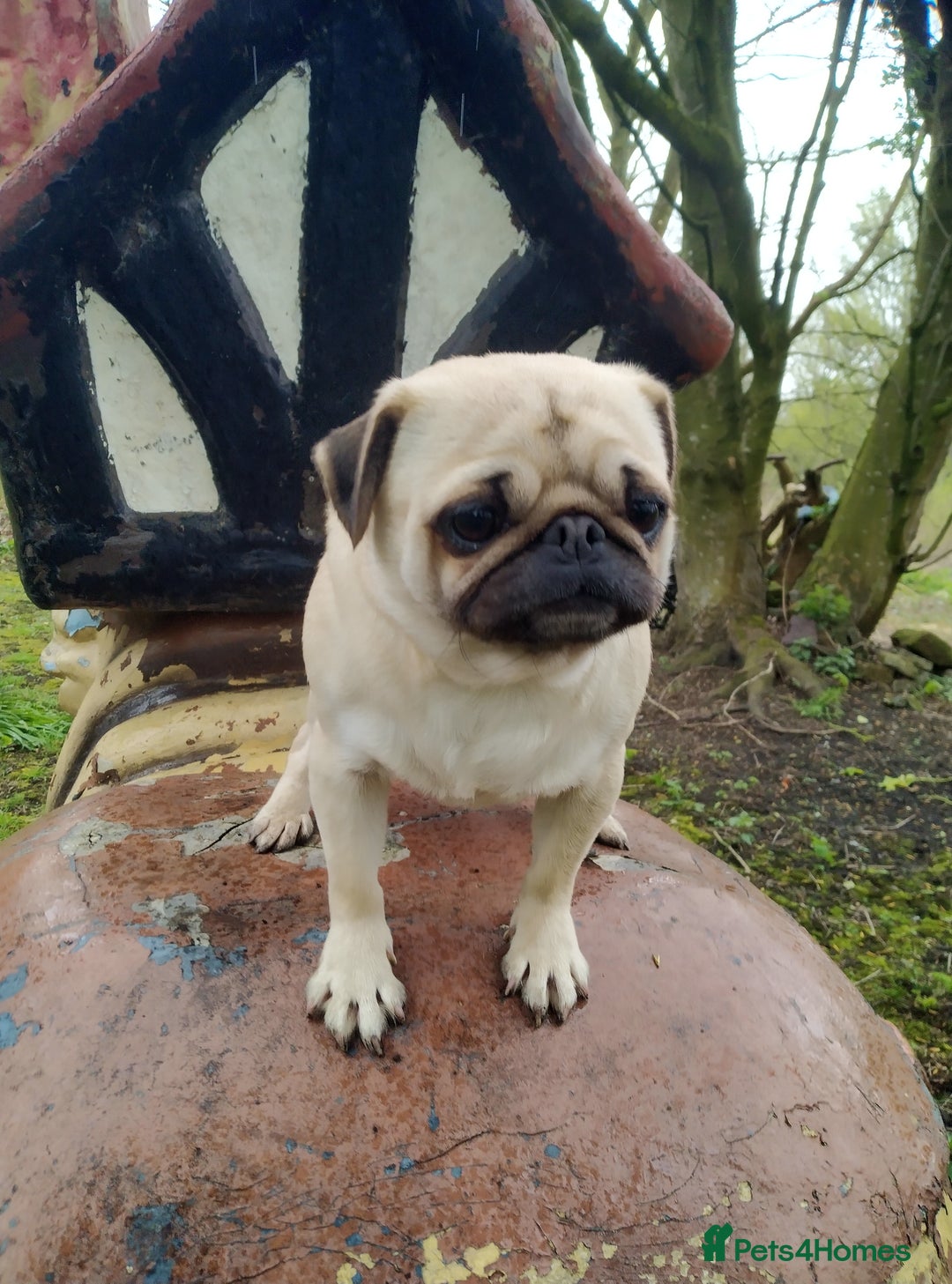 Pug dogs for sale: PUGS 6 YEARS OLD RESERVE TO BUY  - Image 4