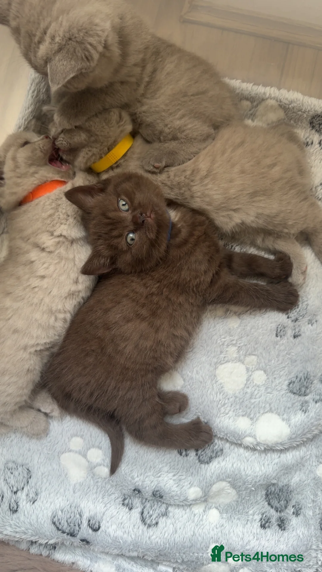 British Shorthair cats for sale: LAST RARE CHOCOLATE BSH MALE! 🍫 READY TO LEAVE 🏠 - Advert 1