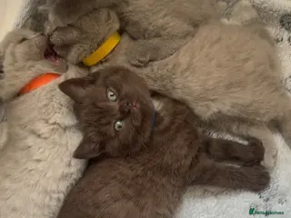 British Shorthair cats LAST RARE CHOCOLATE BAH MALE! 🍫 - Advert 13
