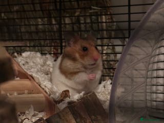 Hamster rodents Syrian Hamster – Sweet and Curious Girl - Advert 15