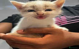 Mixed Breed cats for sale: 6 beautiful kittens (3 male, 3 females) for sale - Image 5