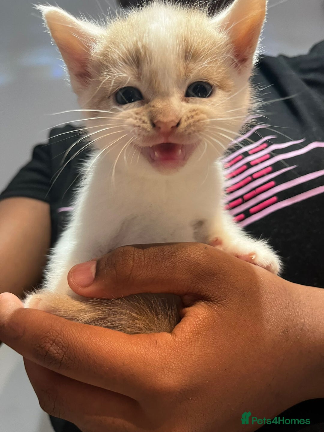 Mixed Breed cats for sale: 6 beautiful kittens (3 male, 3 females) for sale - Image 5
