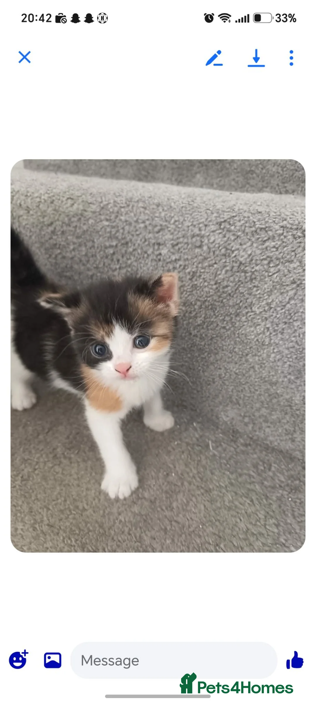 Mixed Breed cats for sale: Main coon cross brittish short hair  in Swindon - Advert 2