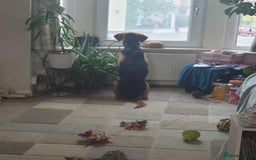 Mixed Breed dogs for sale: Baxter needs loving home  - Image 6
