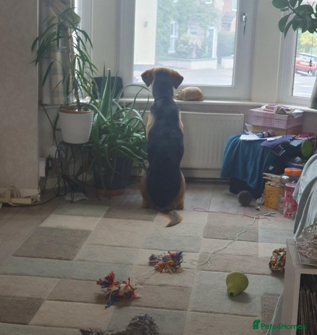 Mixed Breed dogs for sale: Baxter needs loving home  - Image 6