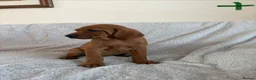 Mixed Breed dogs for sale: Beautiful Vizlador puppies. (Fox Red Lab x Vizsla - Advert 31