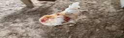 Chickens poultry for sale: Copper maran cockerel & Brahma cross  - Advert 4