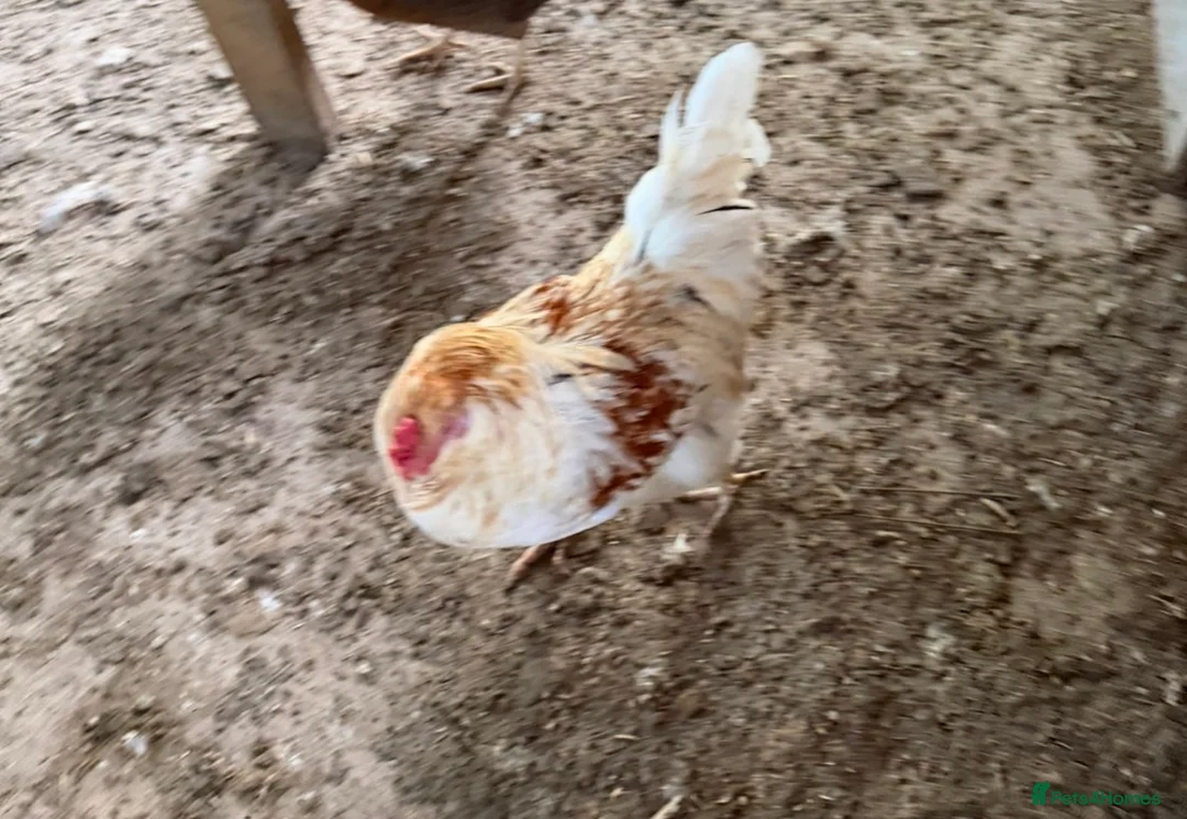 Chickens poultry for sale: Copper maran cockerel & Brahma cross  - Advert 4