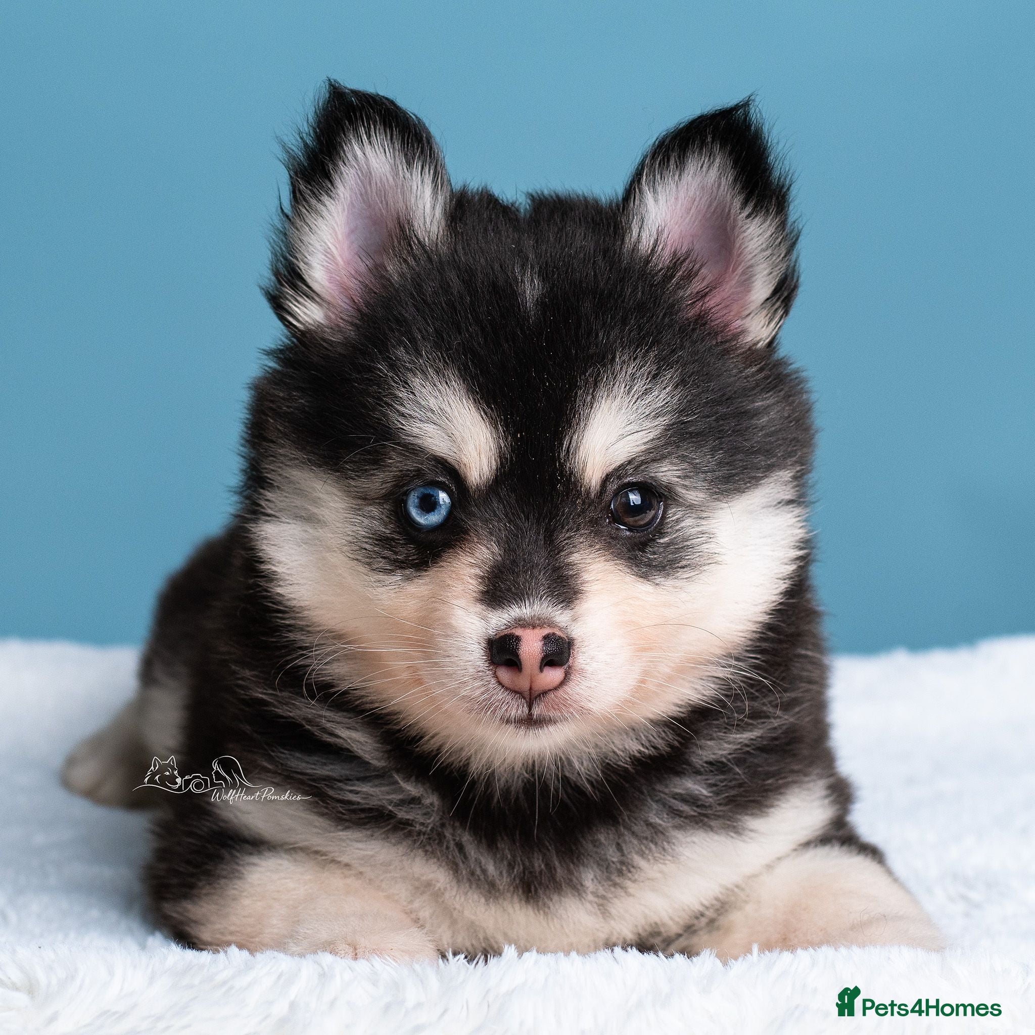 Pomsky dogs 1 girl searching for her 5 star family - Advert 16