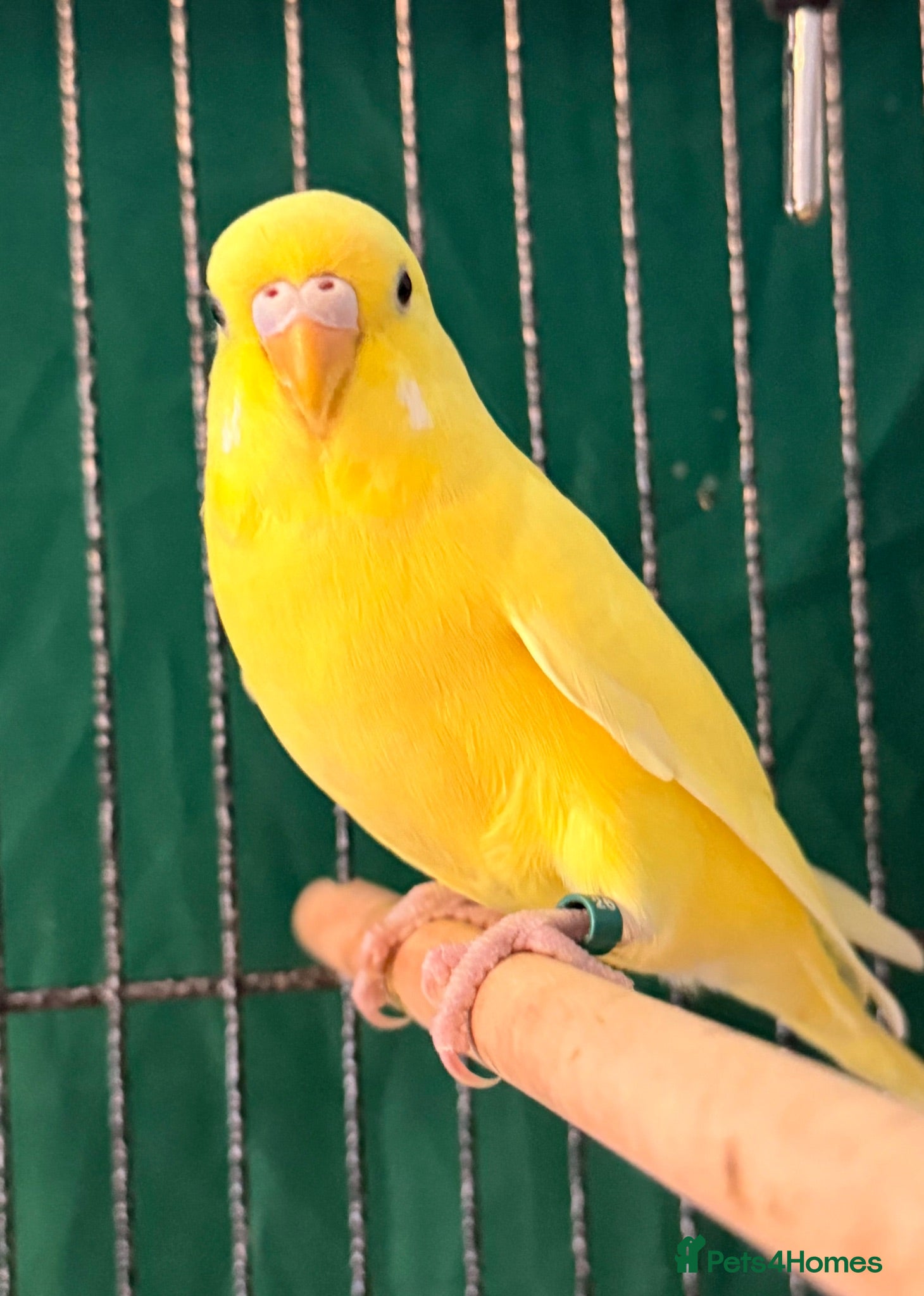 Budgerigars birds Two 9 week old baby budgies available  - Advert 2