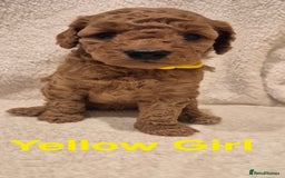 Cockapoo dogs for sale: Cockapoo Puppies!DNA tested parents! - Advert 8