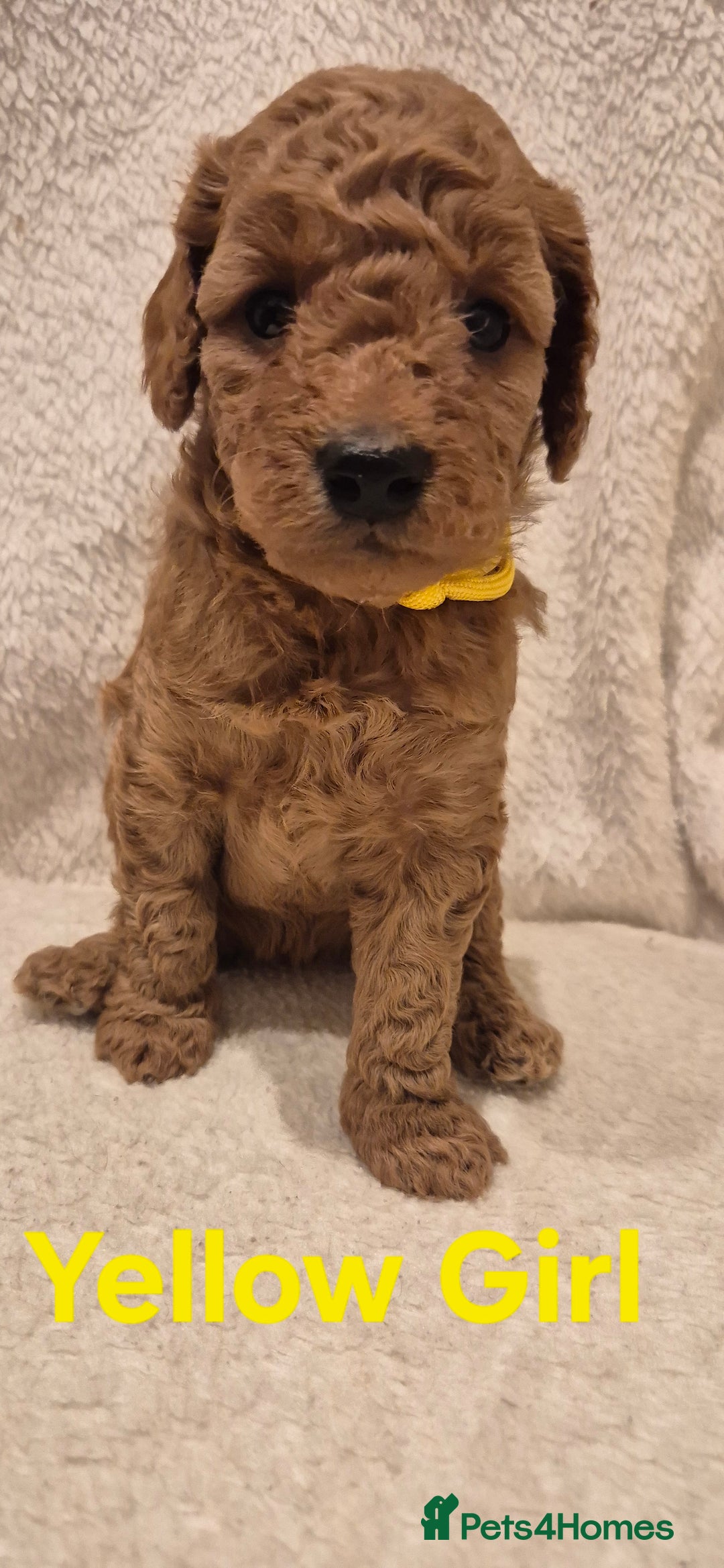 Cockapoo dogs for sale: Cockapoo Puppies!DNA tested parents! - Advert 8