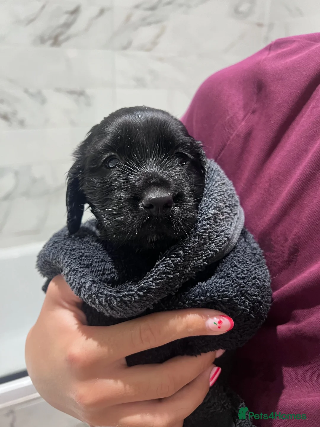 Cocker Spaniel dogs for sale: Beautiful Chunky Cocker Spaniel Pups - Advert 11