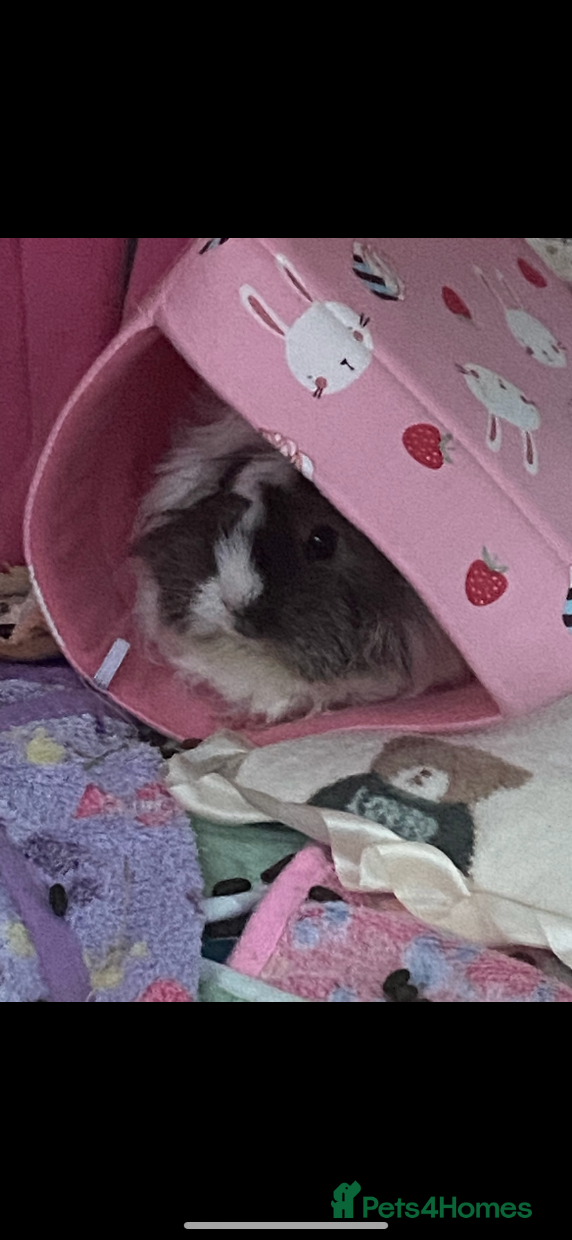 Mixed Breed rodents Trio of Guinea pigs  - Advert 1