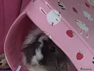 Mixed Breed rodents Trio of Guinea pigs - Advert 2