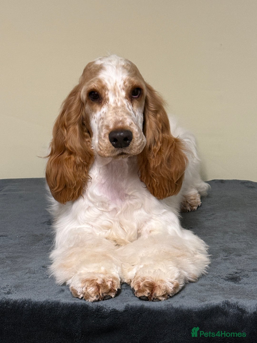 Cocker Spaniel dogs for sale: ADORABLE - Advert 3