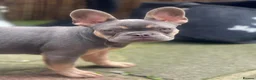 French Bulldog dogs for sale: FRENCH BULLDOGS (FLUFFY & SHORT HAIRED) - Advert 6