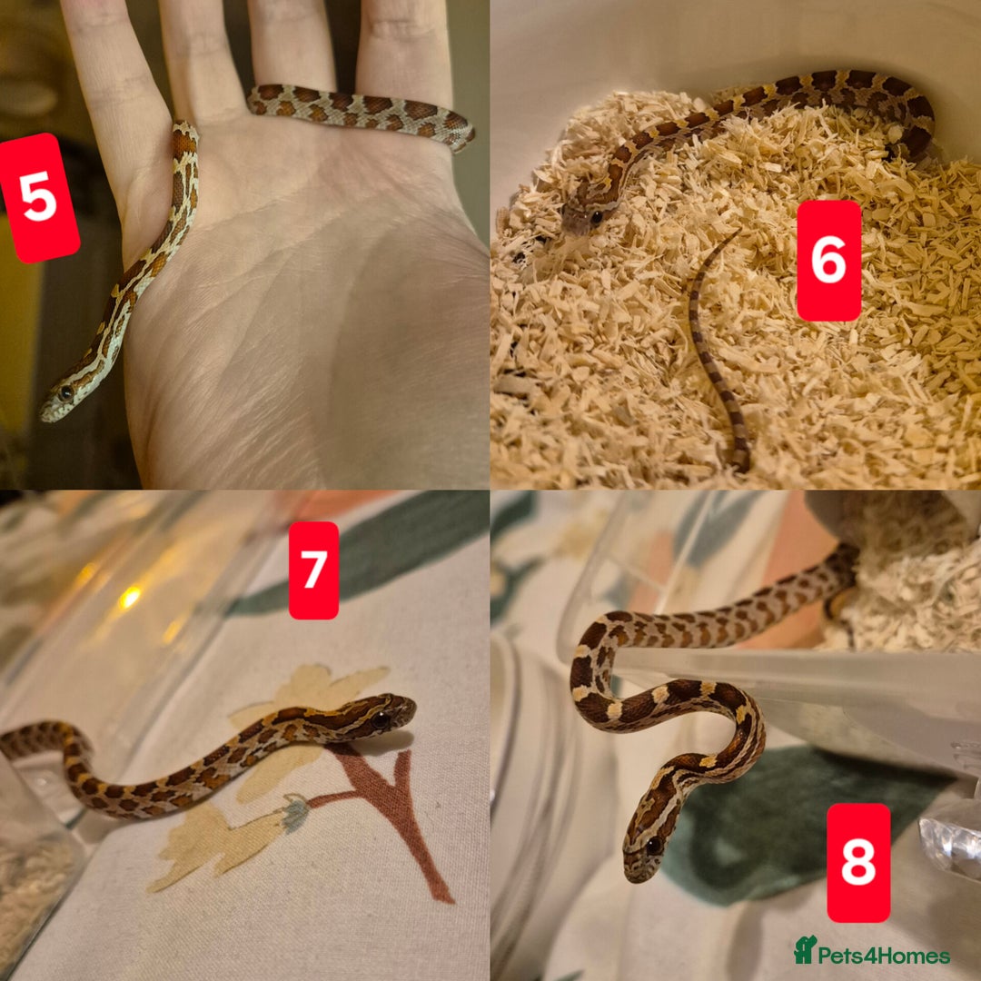 Corn Snake reptiles for sale: Palmetto and wildtype corn snakes available - Advert 4