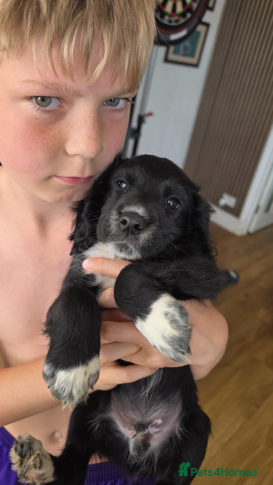 Cocker Spaniel dogs for sale: Working Cocker Spaniel puppies *2 BOYS LEFT* - Advert 11