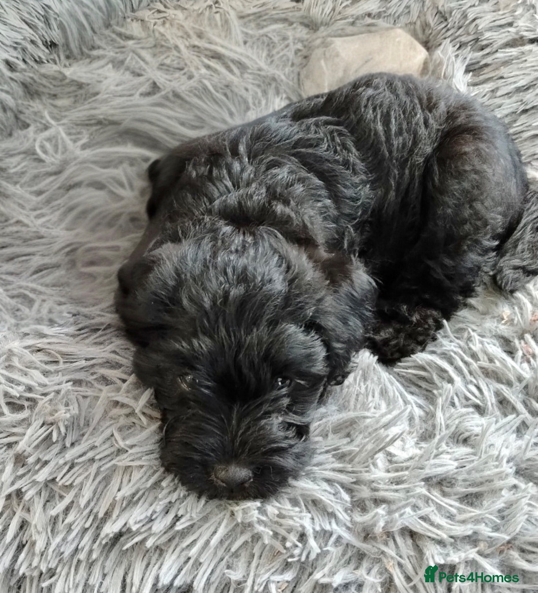 Labradoodle dogs Reduced  Beautiful miniature Labradoodle puppies - Advert 16